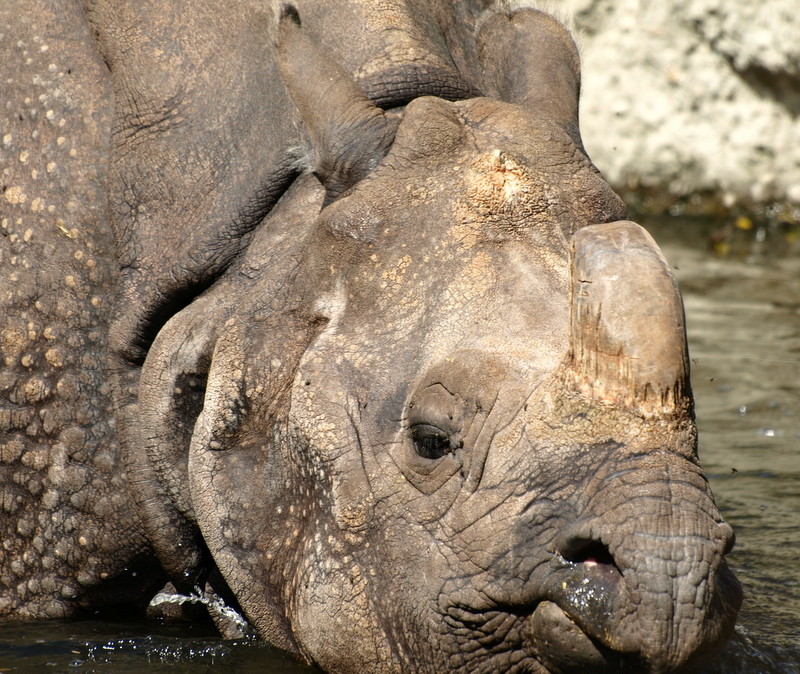 indisches Panzernashorn