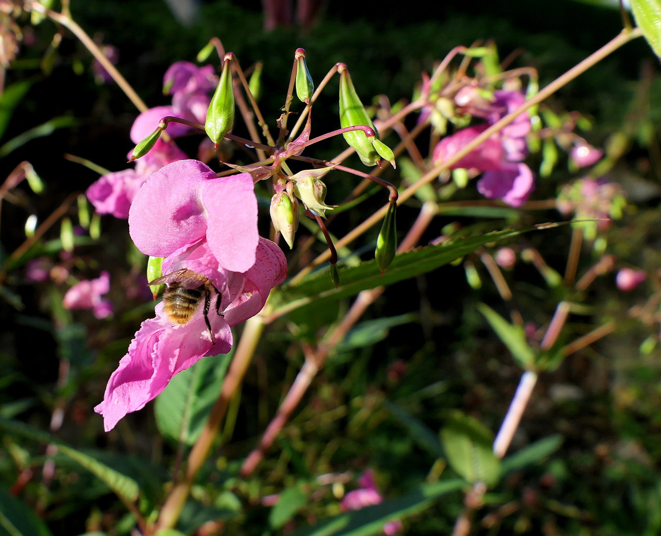 Indisches Springkraut