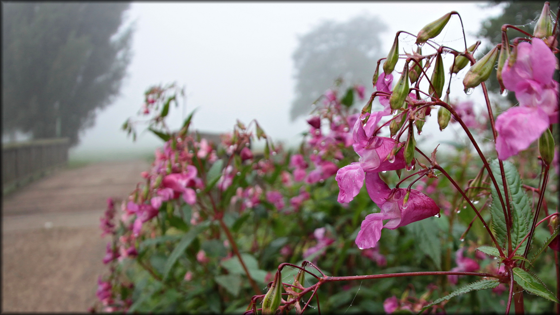 Indisches Springkraut