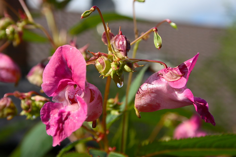 Indisches Springkraut, Emscherorchidee