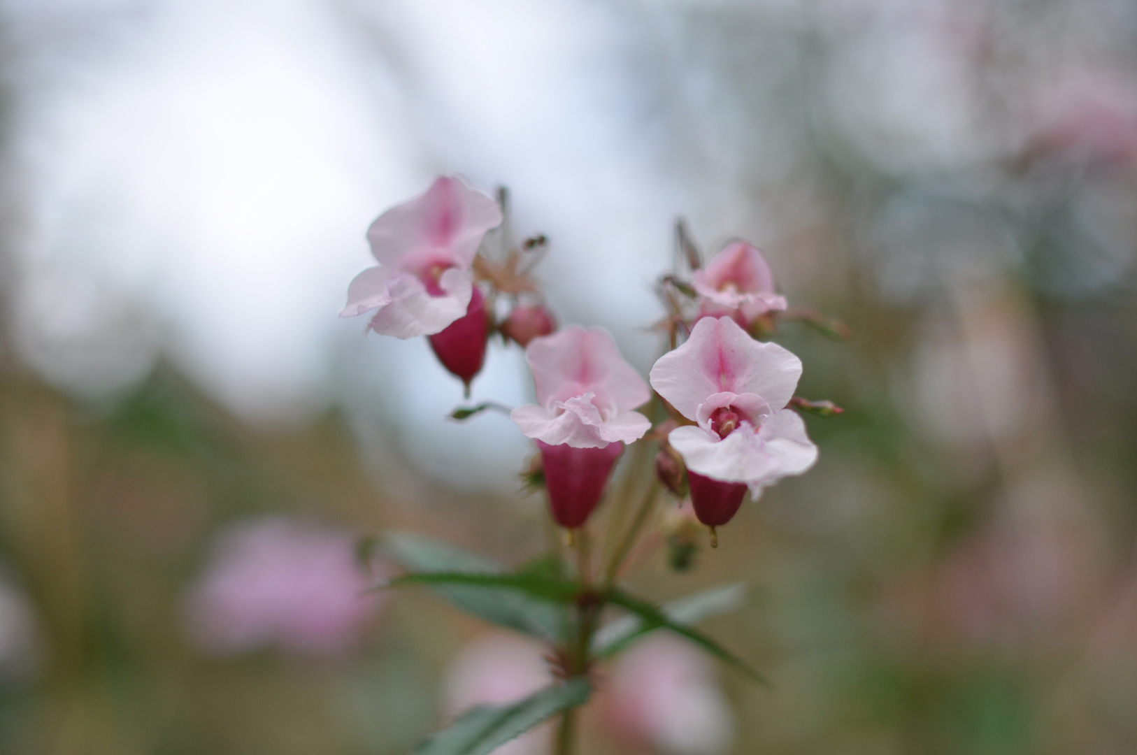 Indisches Springkraut