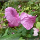 Indisches Springkraut (Impatiens glandulifera)