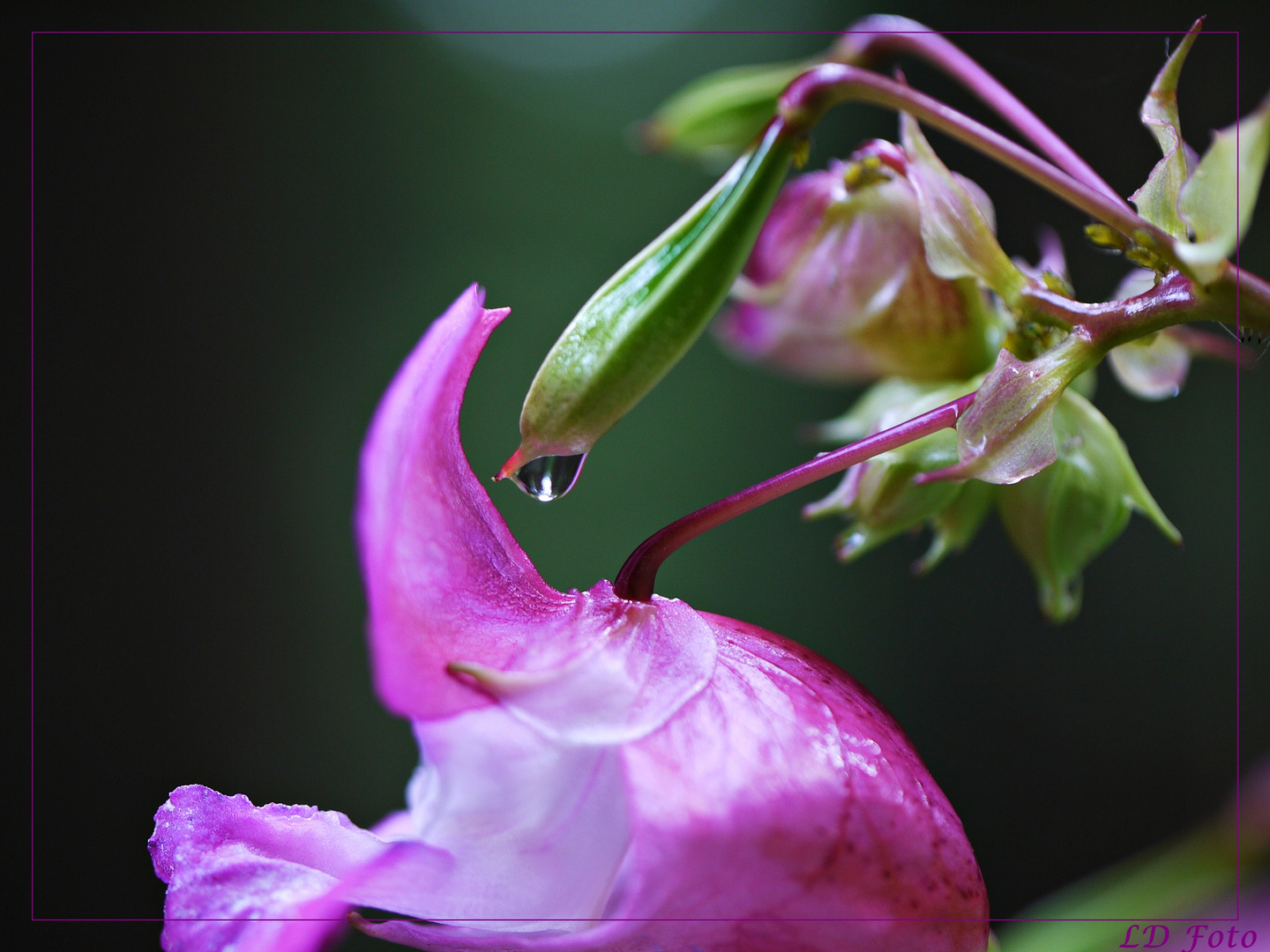 Indisches Springkraut oder Wupperorchidee