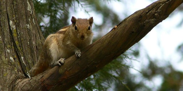 Indisches Streifenhörnchen