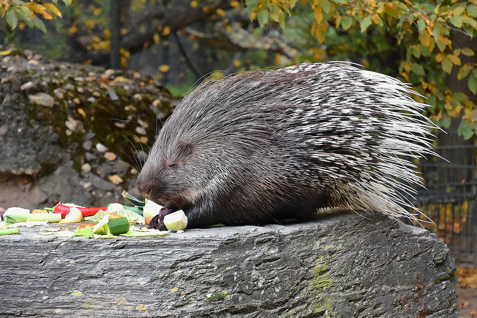  Indisches Weißschwanz-Stachelschwein (Hystrix indica)