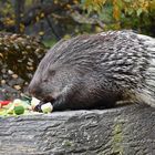  Indisches Weißschwanz-Stachelschwein (Hystrix indica)