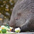 Indisches Weißschwanz-Stachelschwein (Hystrix indica)