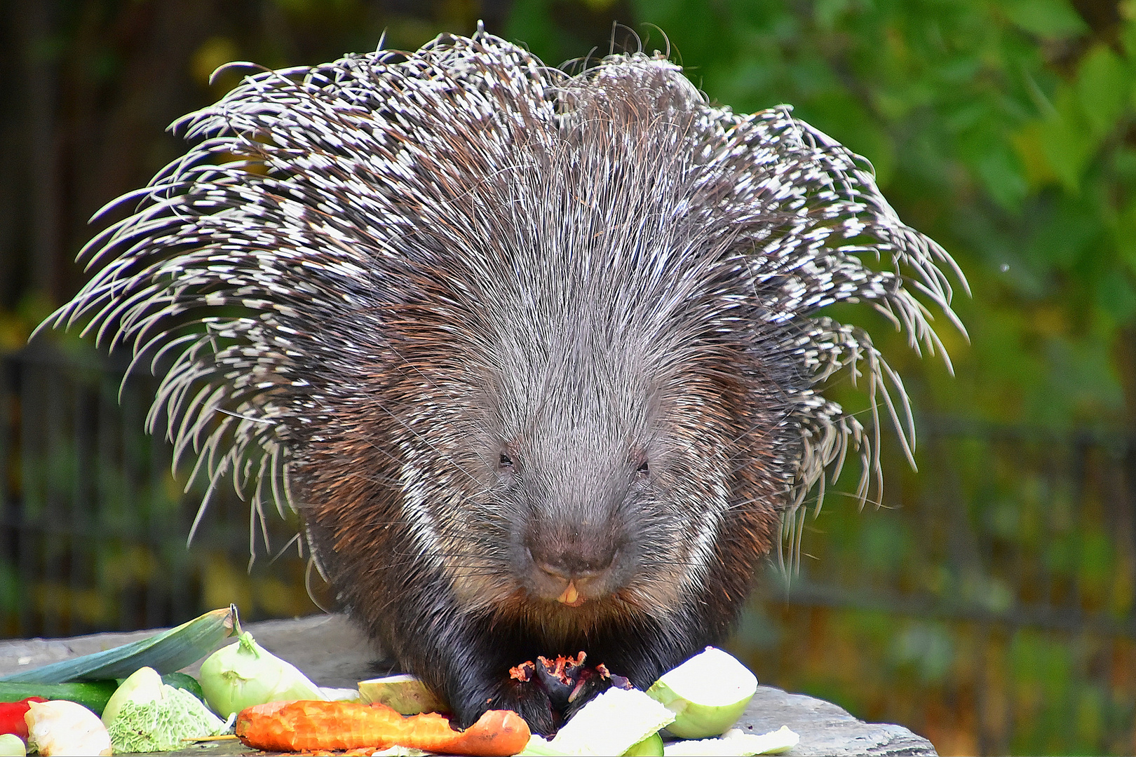 Indisches Weißschwanz-Stachelschwein (Hystrix indica)