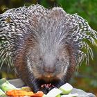 Indisches Weißschwanz-Stachelschwein (Hystrix indica)