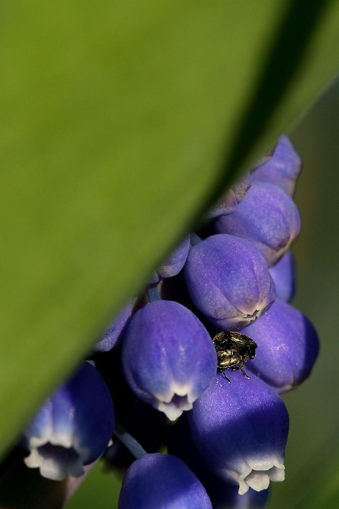 Indiscrétion dans un muscari