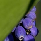 Indiscrétion dans un muscari