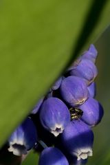 Indiscrétion dans un muscari