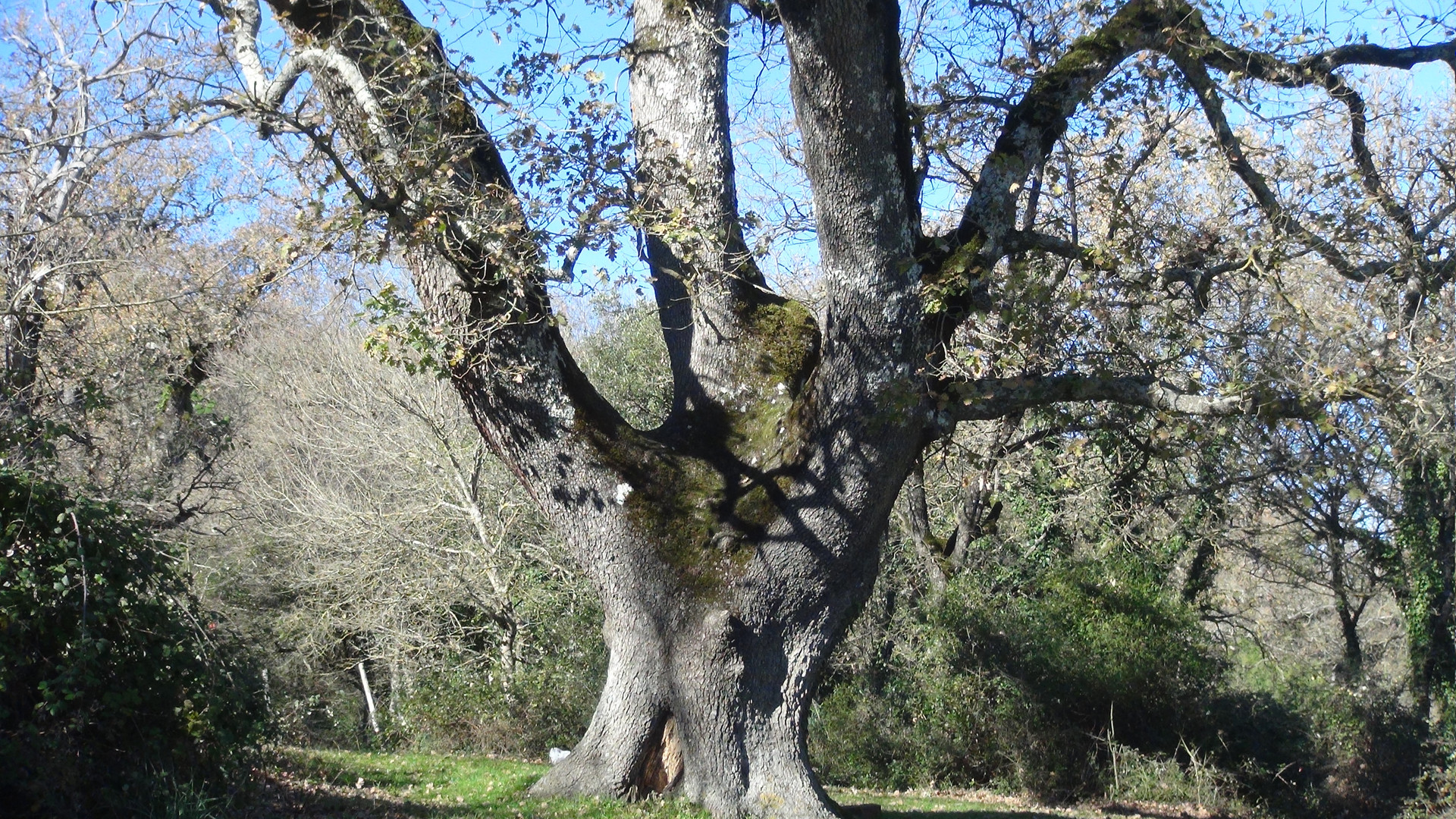 Indispensabile amico dell'uomo : l'albero ...