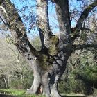 Indispensabile amico dell'uomo : l'albero ...