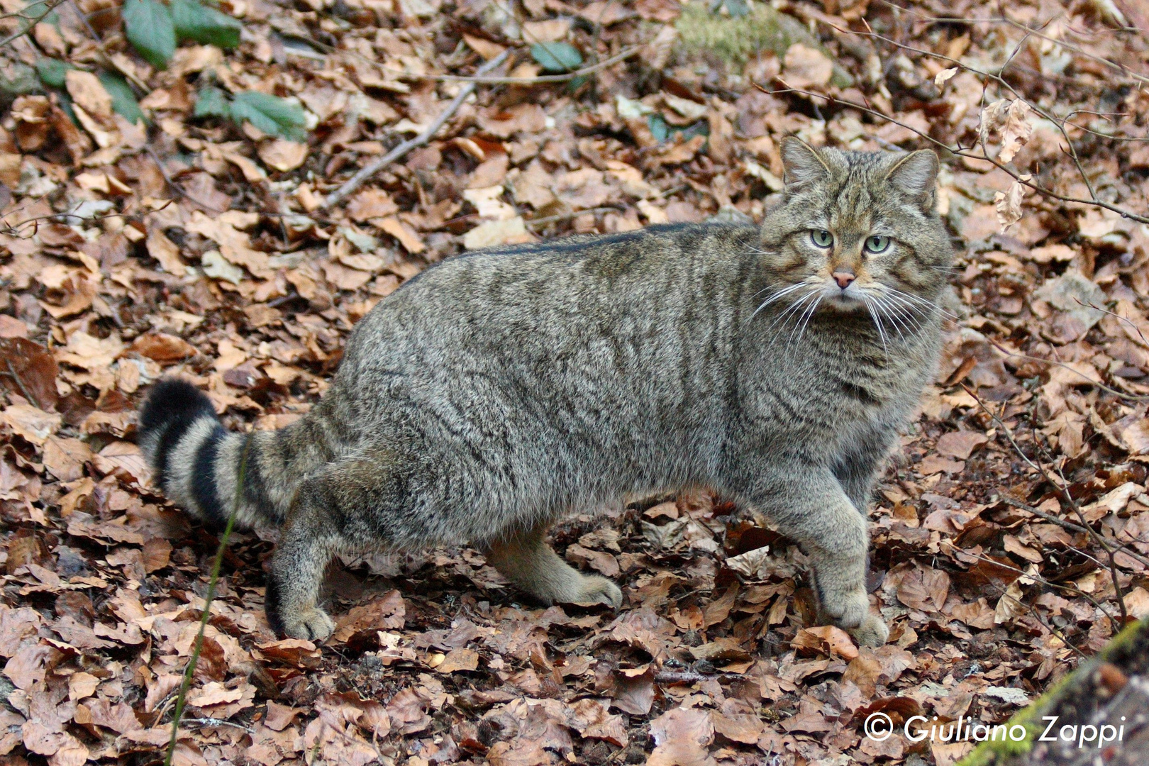 Indispettito (Felis silvestris)