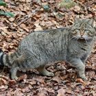 Indispettito (Felis silvestris)