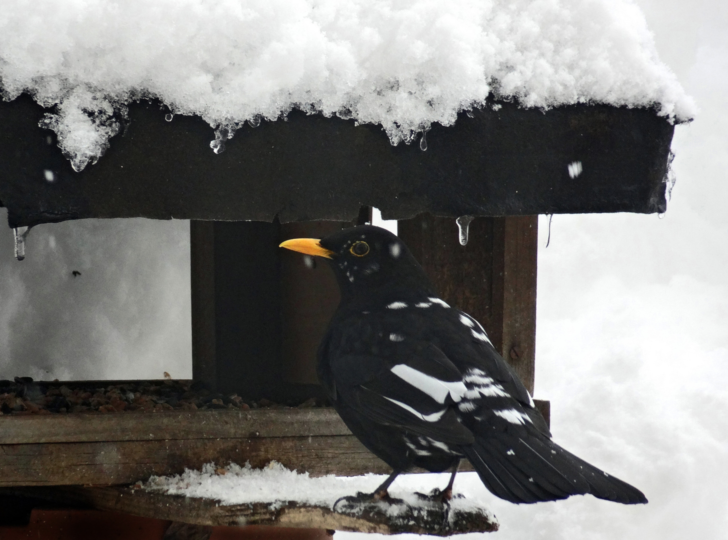 Individuelle Amsel