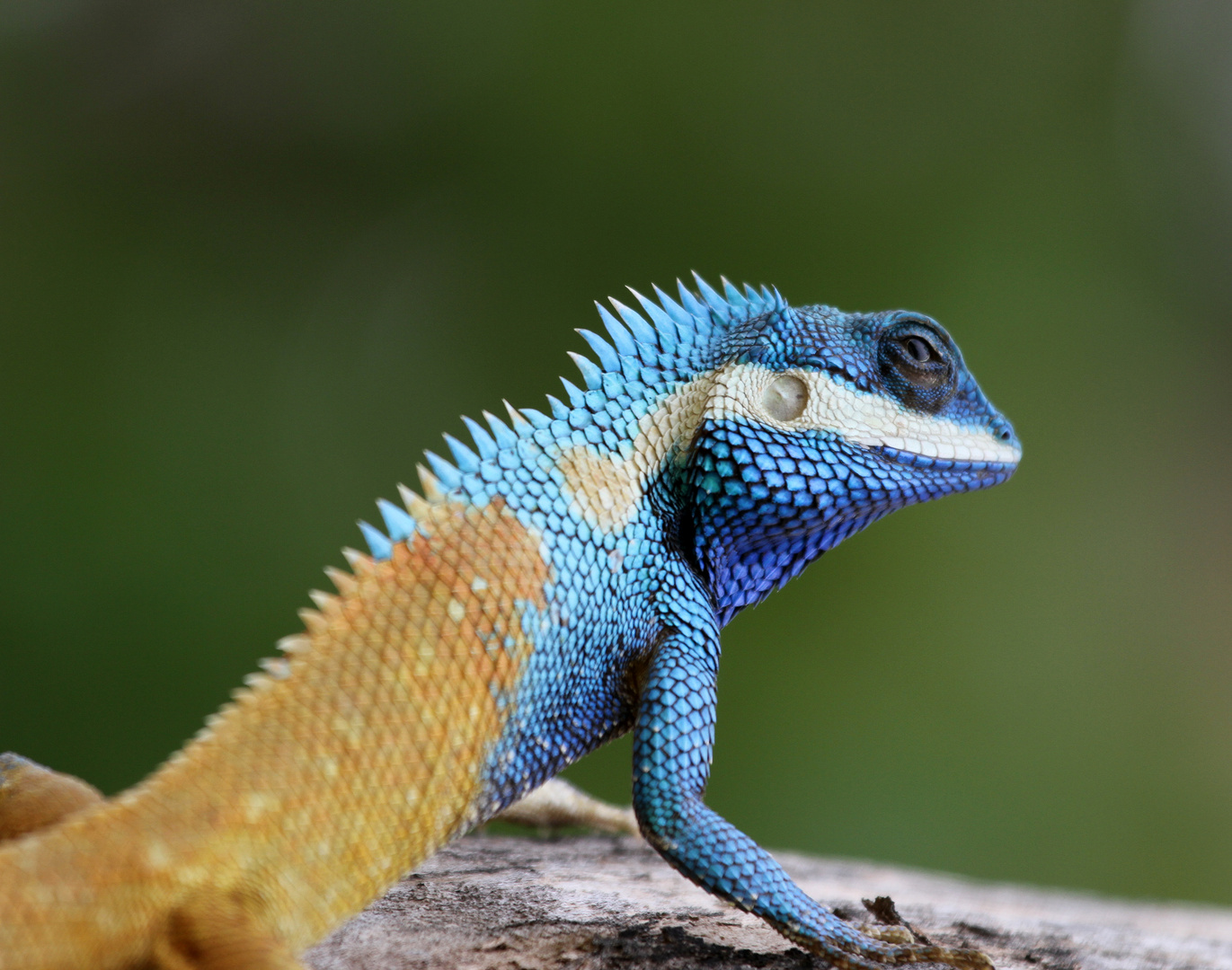 Indo-Chinese Wald Lizard