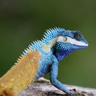 Indo-Chinese Wald Lizard