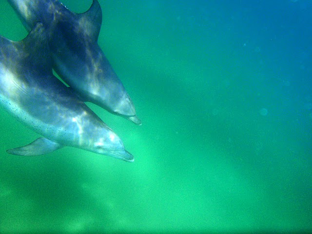 Indo-Pacific Bottlenose Dolphin Tursiops aduncus