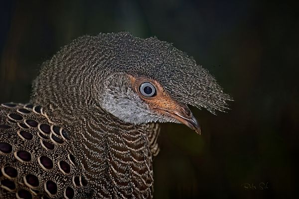 Indochina peacock pheasant