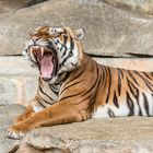 Indochina-Tiger im Tierpark Berlin