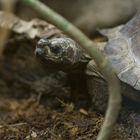 Indochinesische Dornschildkröte - eine unbekannte Schildkrötenart