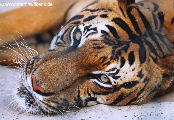 Indochinesischer Tiger