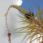 Indonesian Maypole