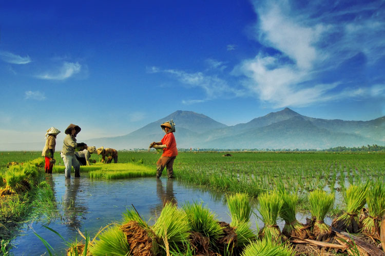 indonesian rice field