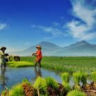 indonesian rice field