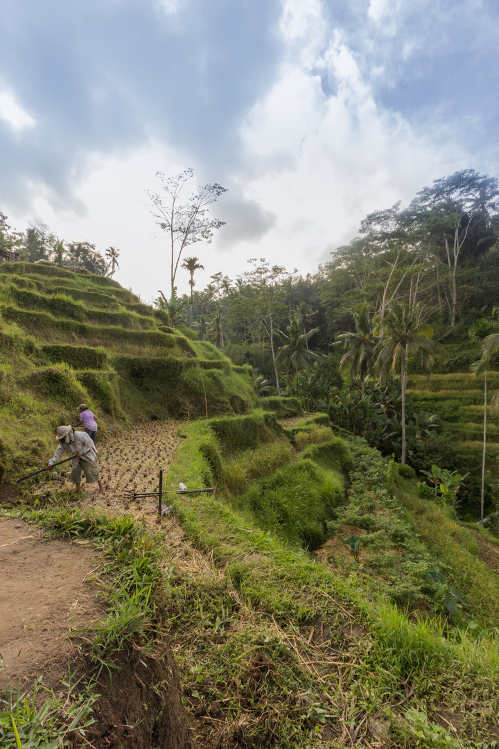 Indonesian Ricefield