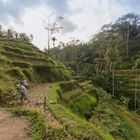 Indonesian Ricefield