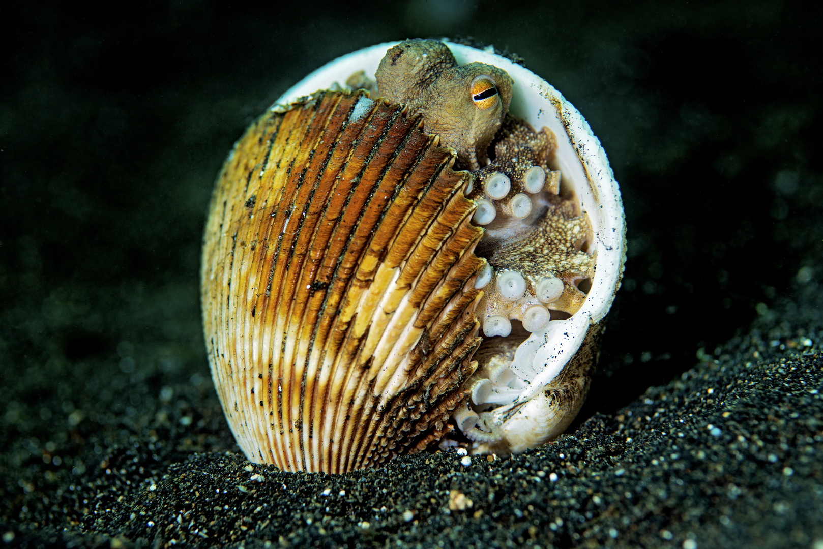 Indonesien 0409 Lembeh Island, TG Teluk Kambahu 3