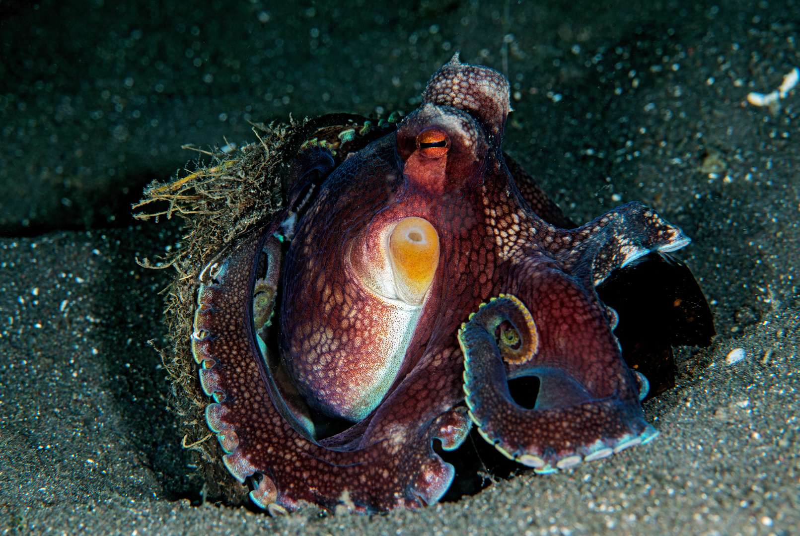 Indonesien 1953a Sulawesi, Lembeh Isl,