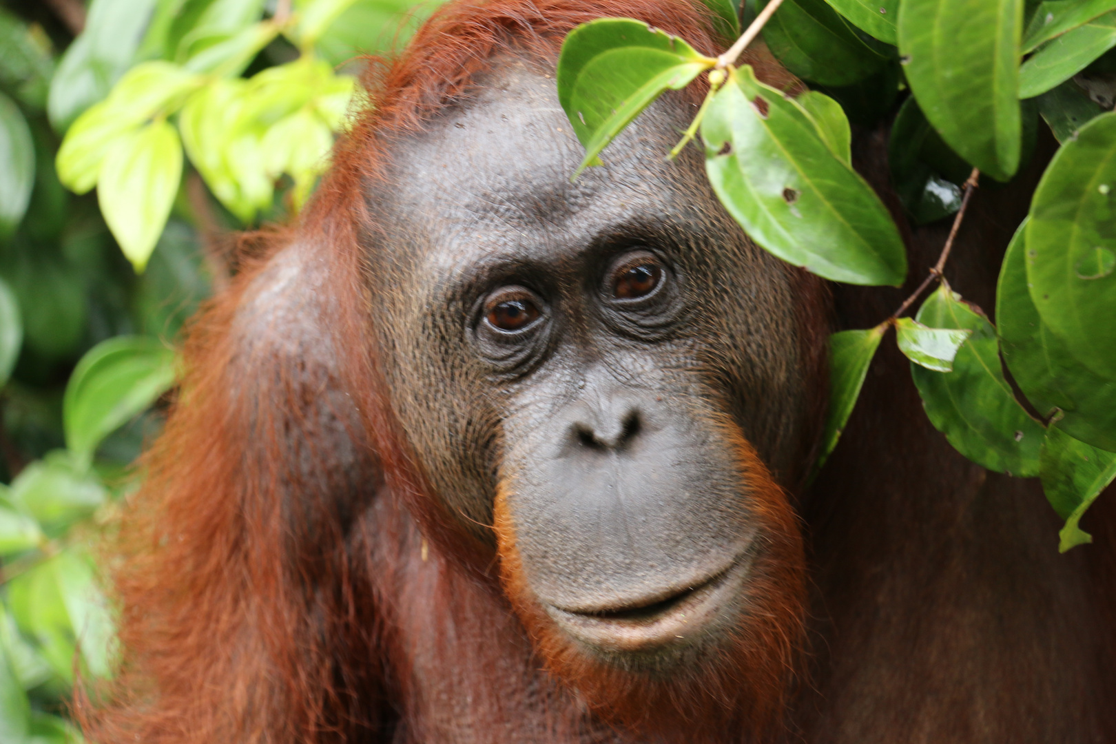 Indonesien 2016 - Tanjung Puting National Park - Orang Utan