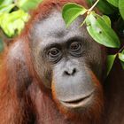 Indonesien 2016 - Tanjung Puting National Park - Orang Utan