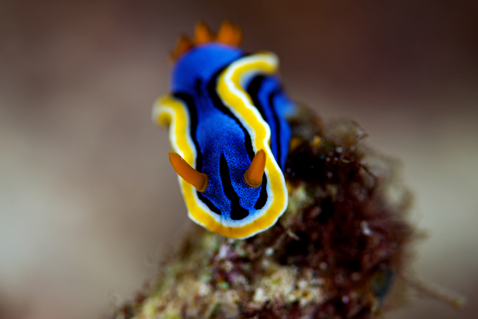 Indonesien 2019.1110a Raja Ampat Pulau Tengah, Chromodoris annae