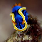 Indonesien 2019.1110a Raja Ampat Pulau Tengah, Chromodoris annae