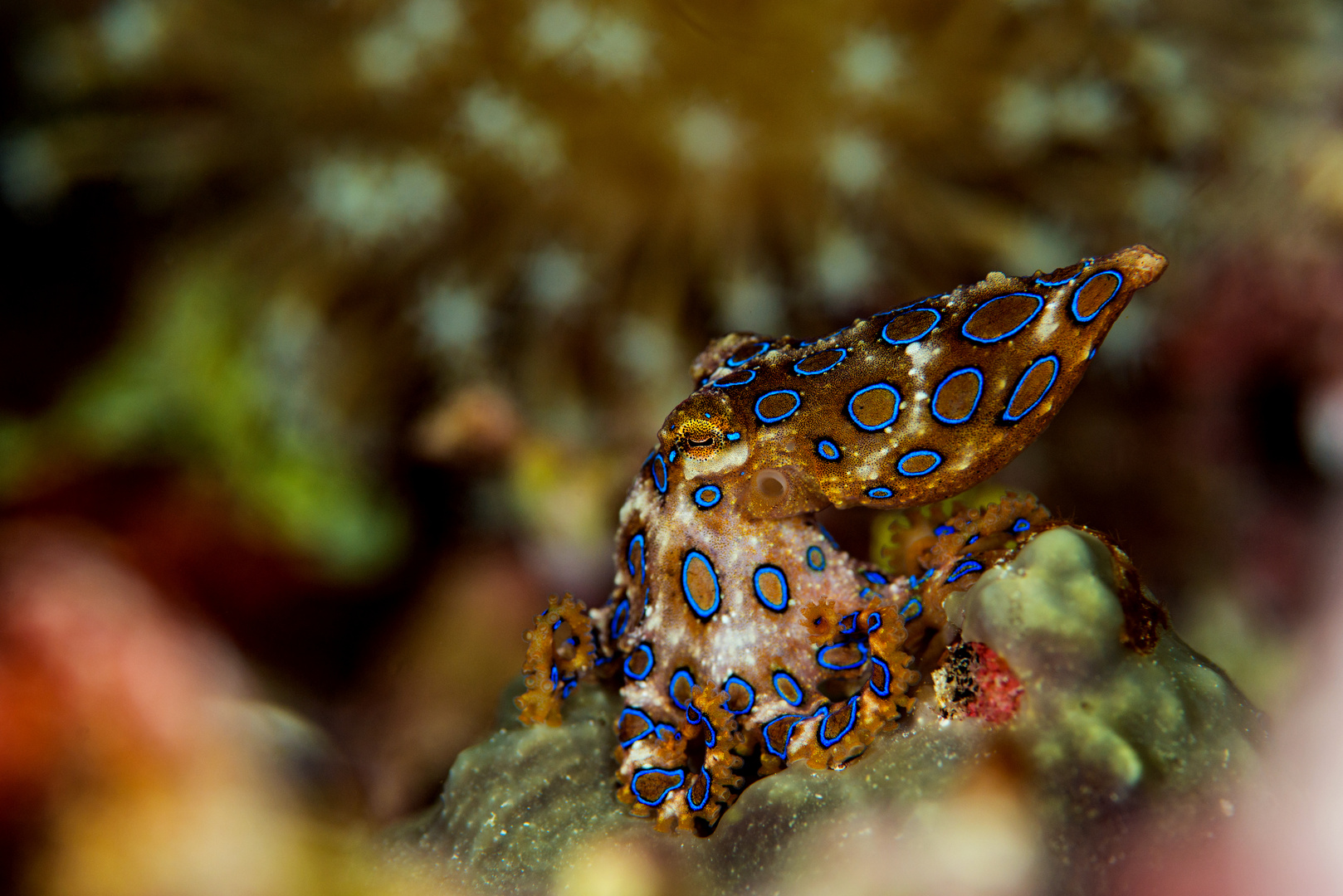 Indonesien 2019.1160 Blue ring octopus