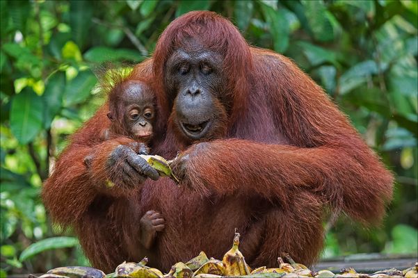 Indonesien [23] - Die Banane