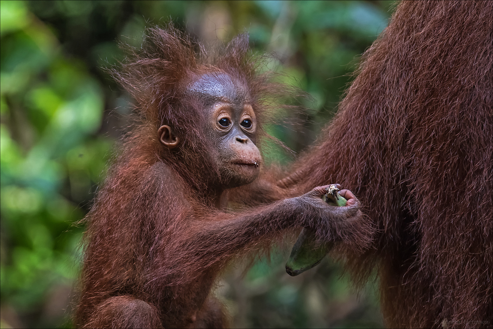 Indonesien [24] - Bad Hair Day