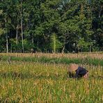 Indonesien [34] - Reisfelder