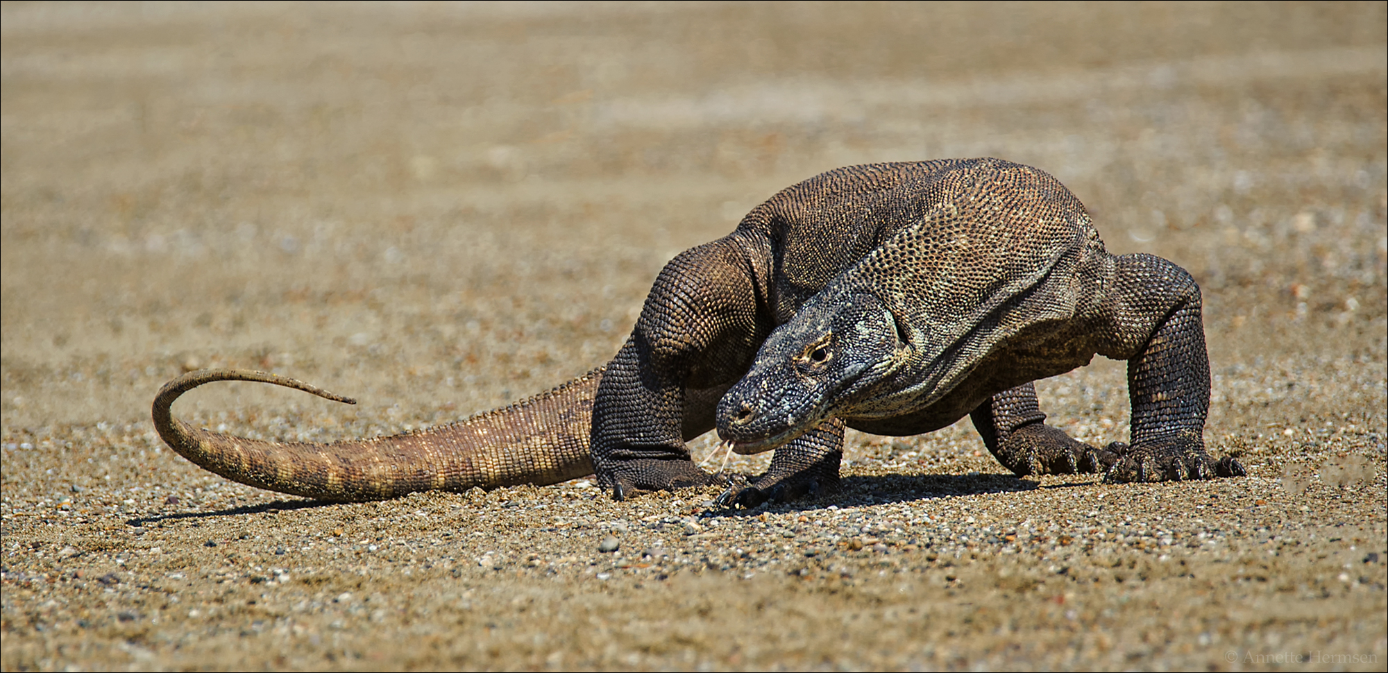 Indonesien [50] - Komodowaran Foto & Bild | world, asien, natur Bilder