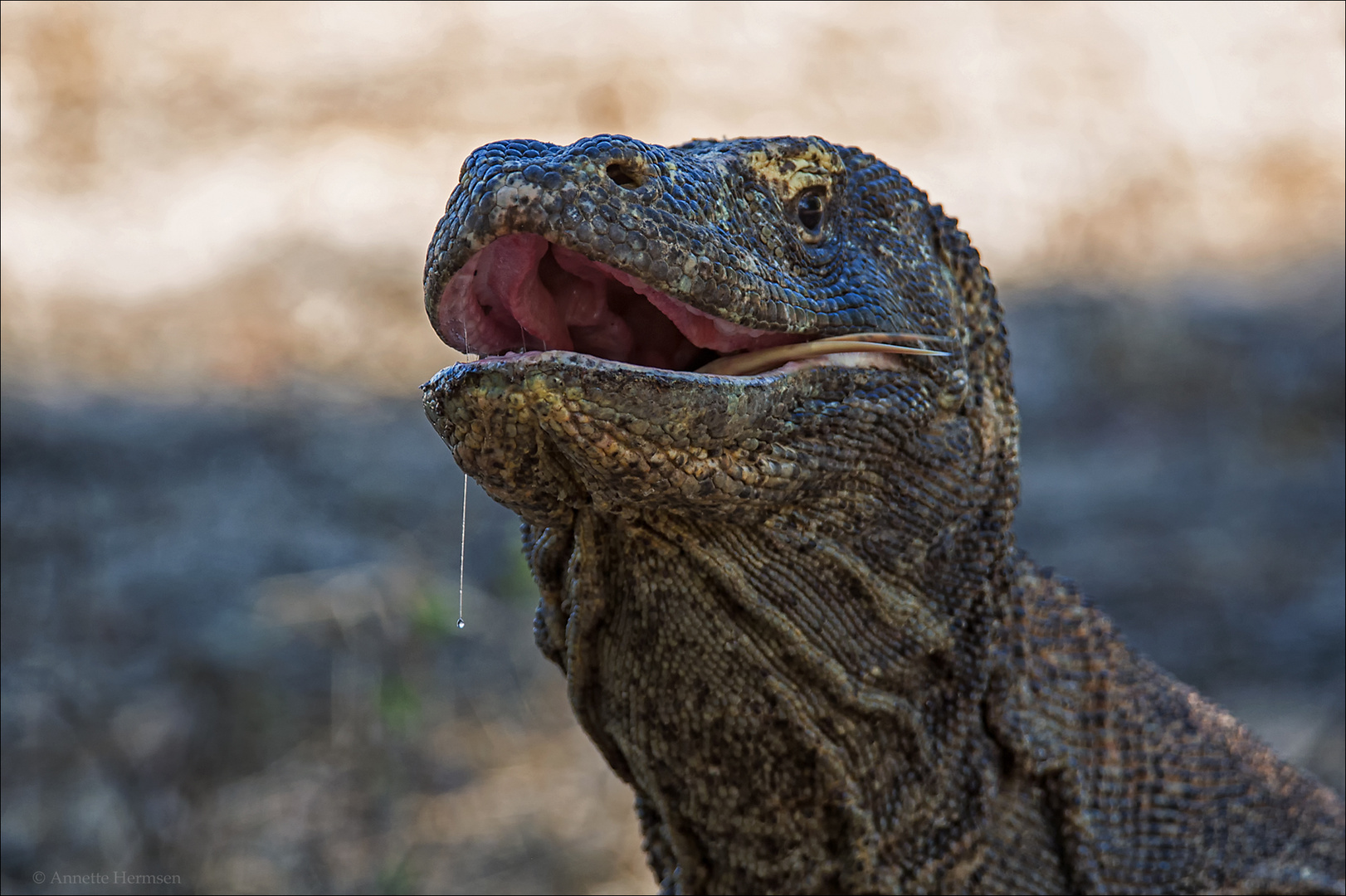 Indonesien [51] - Portrait eines Drachen