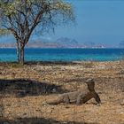 Indonesien [52] - fragwürdiger Strandurlaub