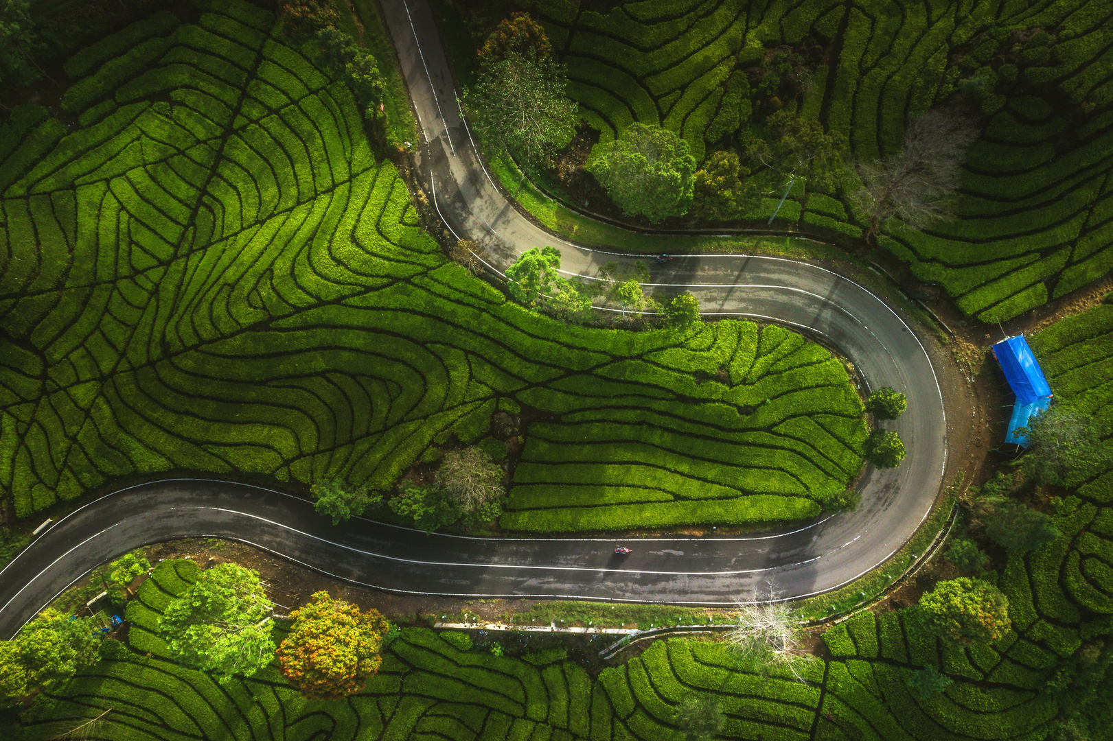 Indonesien - Ciwidey Teeplantagen