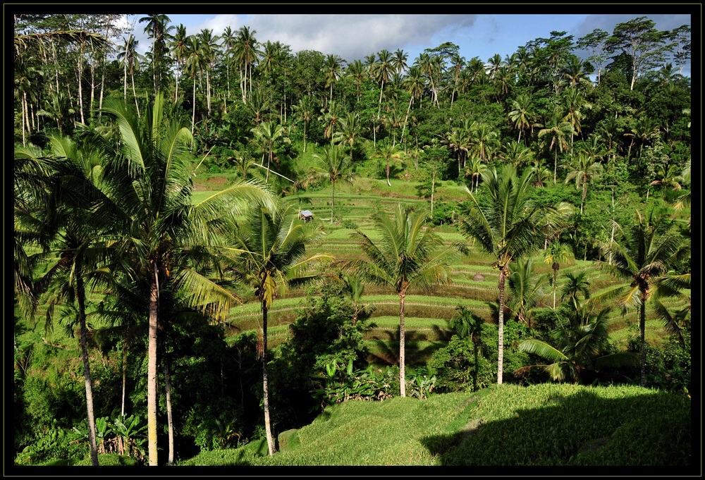 Indonesien – Reisterrassen 1