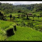 Indonesien – Reisterrassen 3