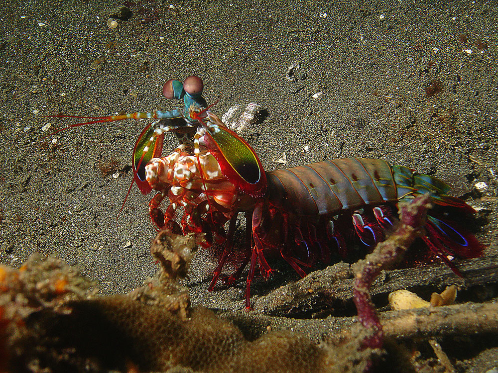 Indonesien Sulawesi B 01